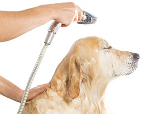 Dog Grooming - Upper West Side - New York City