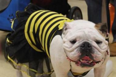 Bulldog dressed as a bee for Halloween