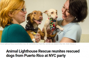 We hosted a sato dog (Puerto Rican street dog) for Animal Lighthouse Rescue.!