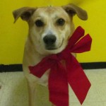 Dog with a big red bow