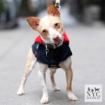 Dog in a vest for NYC DOGSWAG