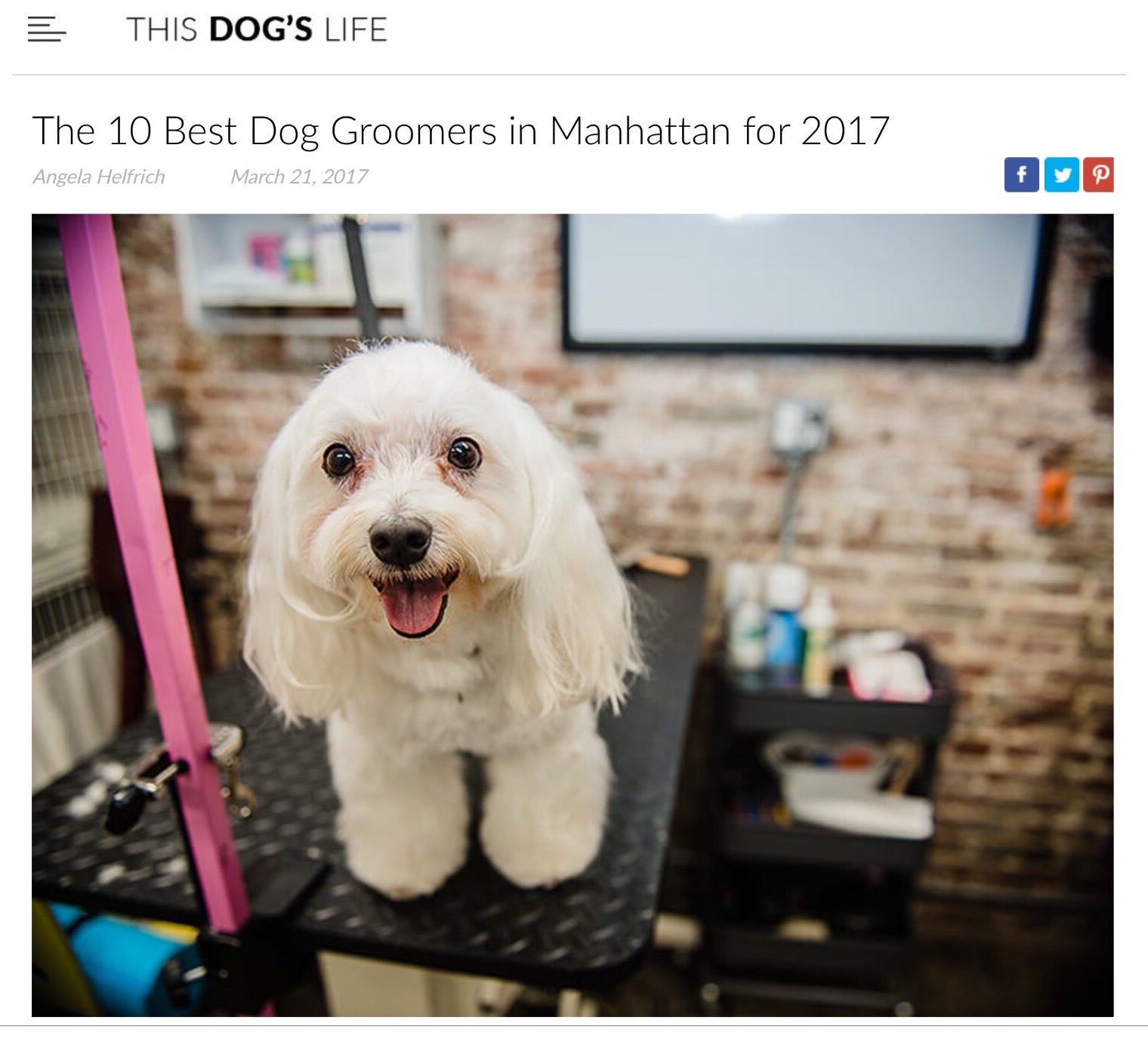Camp Canine Featured as One of Top 10 Groomers in NYC Camp Canine New