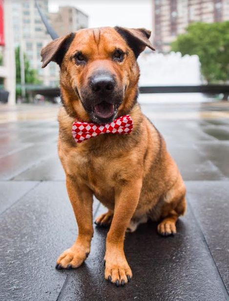 Black and brown dog