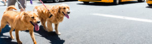 Two golden retrievers on a walk in the city