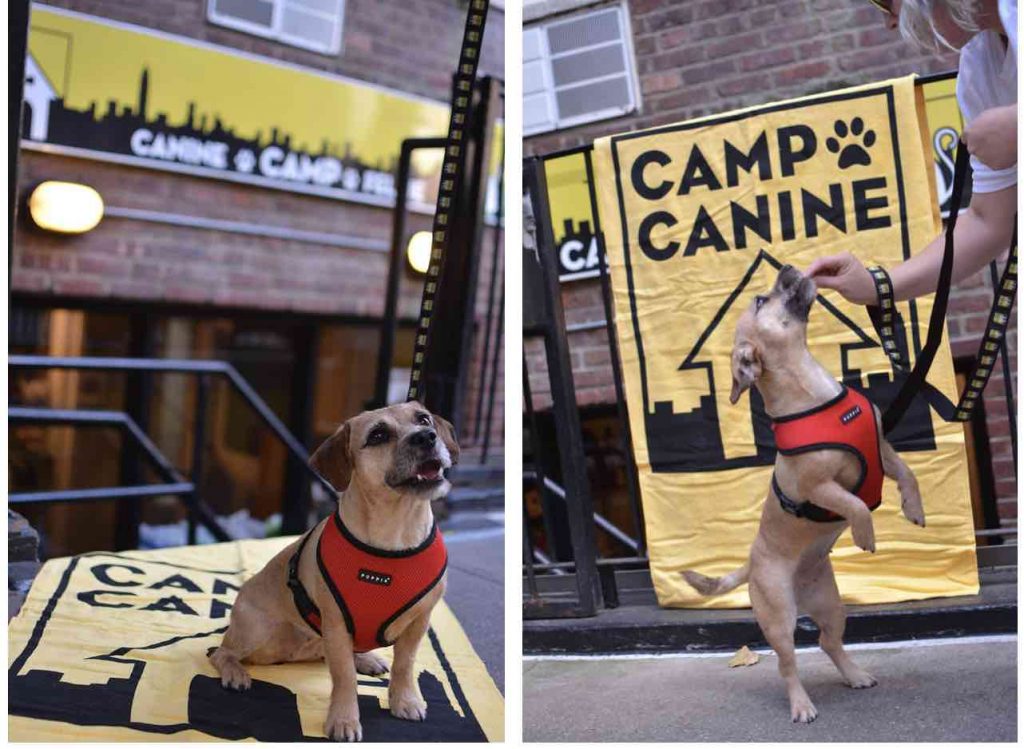 What s in our Pawp Up Shop Camp Canine New York