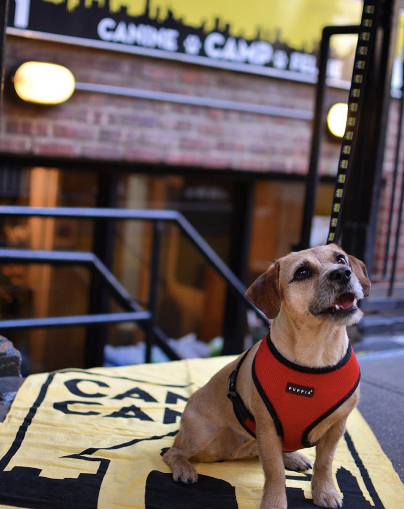 Dog posing for camera in front of Camp Canine