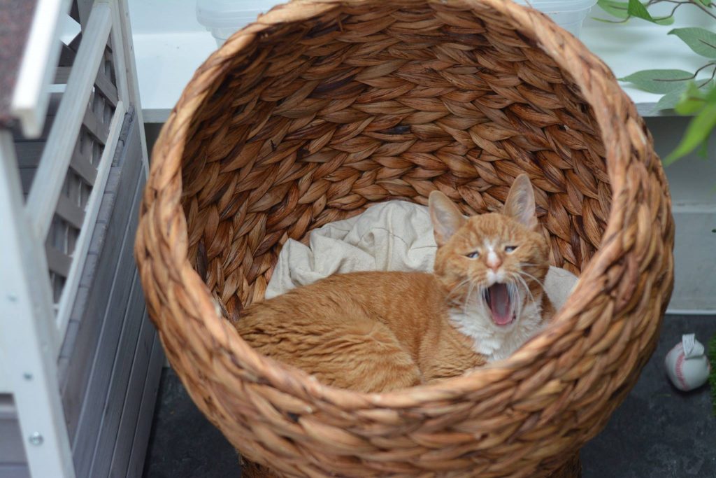 Sleepy cat in a basket