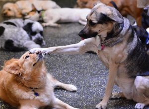 Dog putting its paw on another dogs head