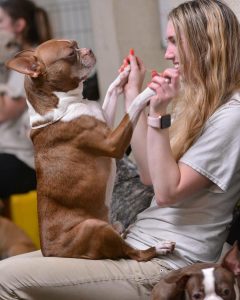 Dog sitting in staff's lap