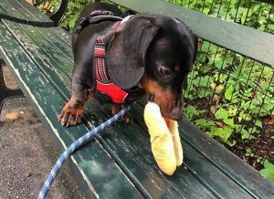 Dachshund eating a hot dog in the park