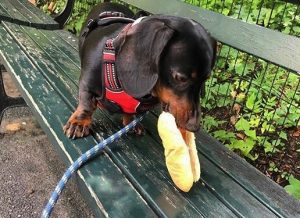 Dachshund eating a hot dog in the park