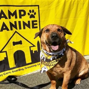 Dog smiling in front of Camp Canine