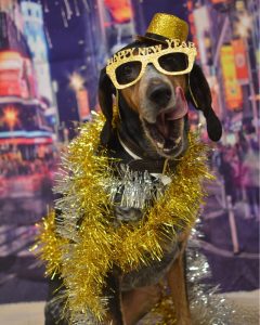 Dog wearing a New Year's costume