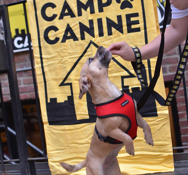 Premier Dog Boarding on the Upper West Side NYC Camp Canine