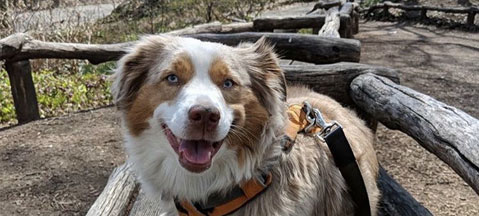 Dog in Central Park