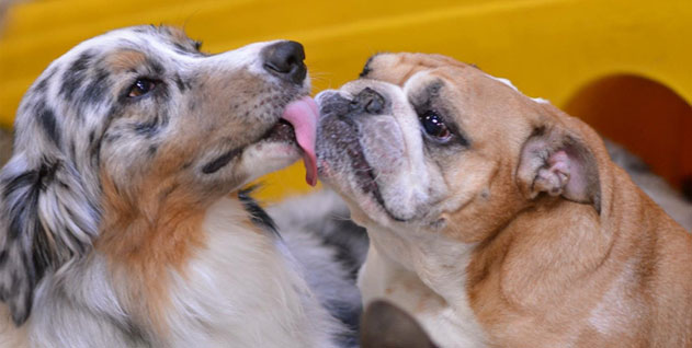 Dog licking another dog's face