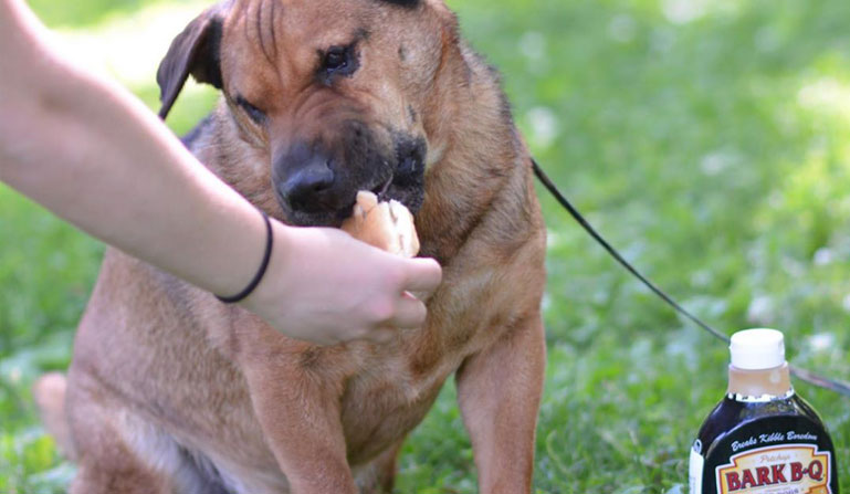 Dog eating a hotdog