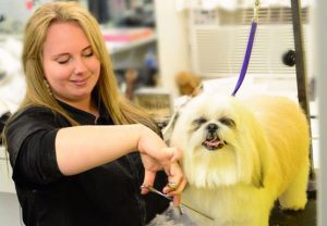 Dog being groomed