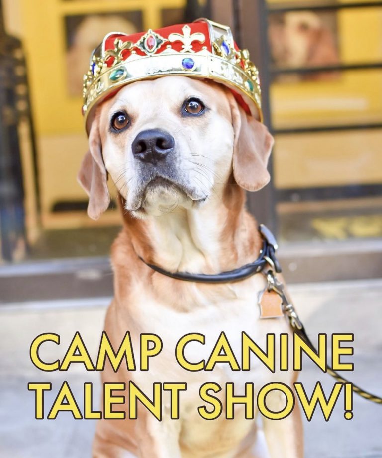 Camp Canine's 2020 Highlights Camp Canine New York