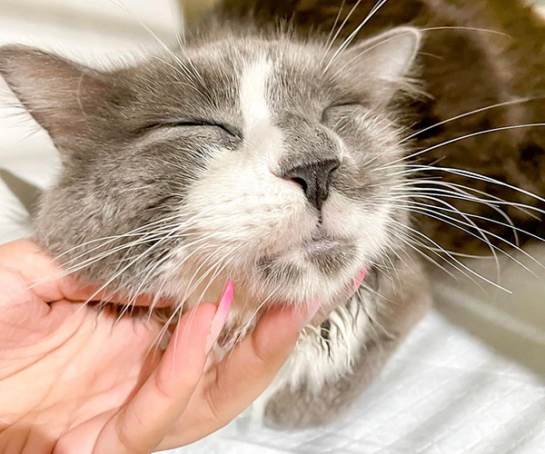 camp canine staff member giving a kitty chin scratches