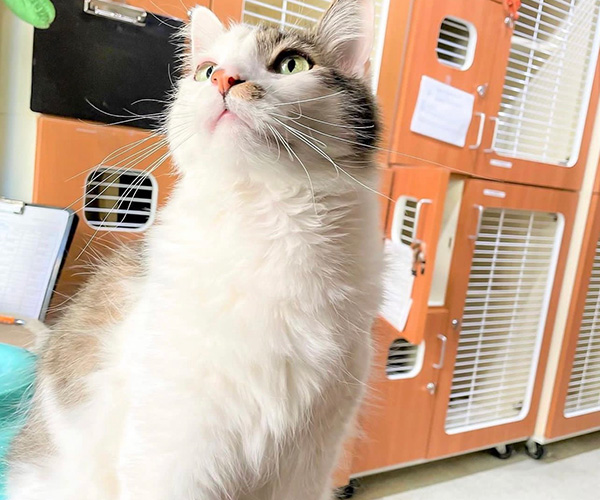 pretty kitty in the camp canine cattery