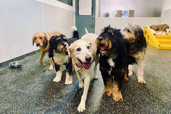 Camp Canine dogs playing together