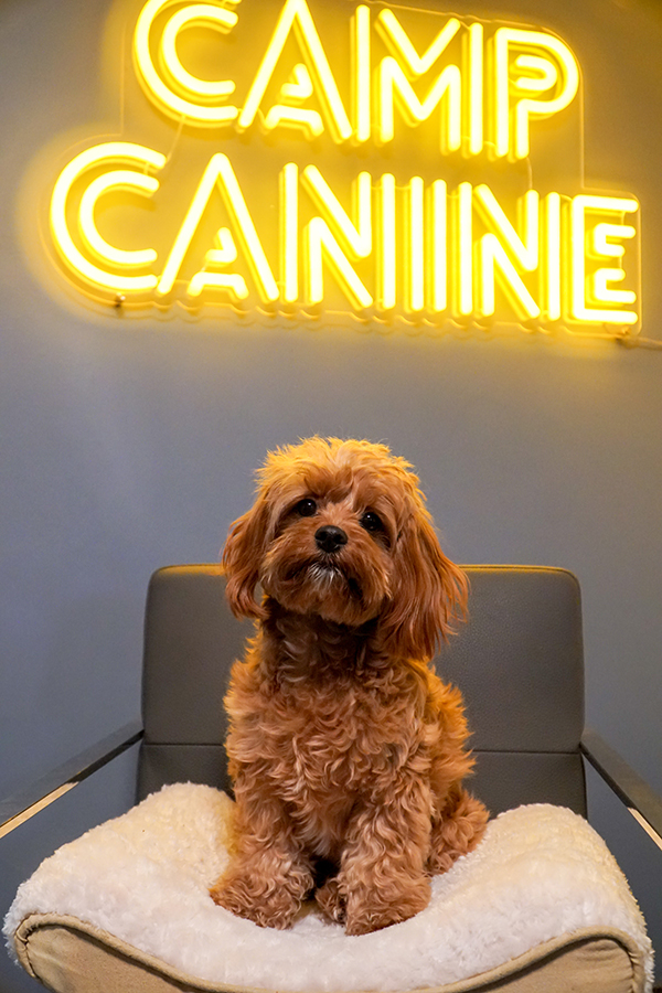 dog under neon camp canine sign