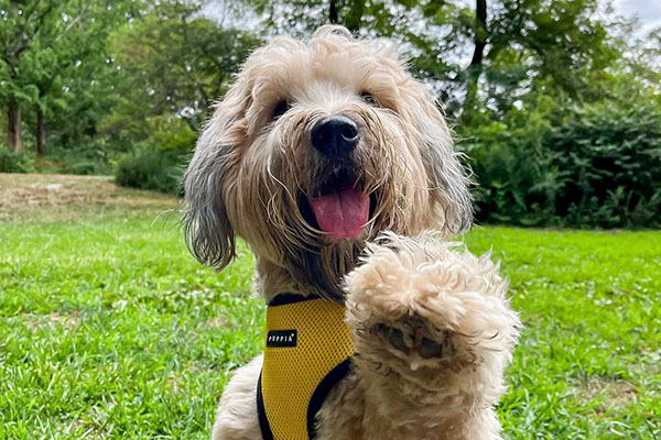 dog holding up their paw