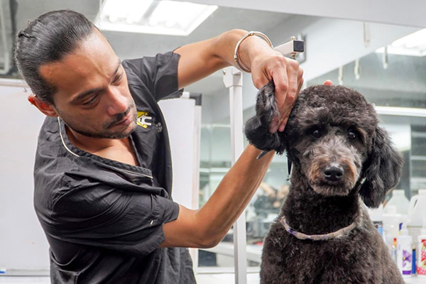 camp canine grooming working with a dog