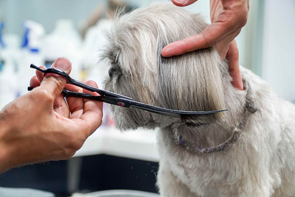 camp canine grooming working with a dog