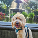 Happy dog taking a walk near a water fountain