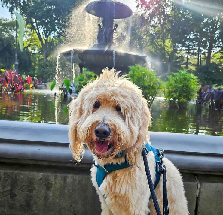 Happy dog taking a walk near a water fountain