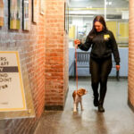 Staff walking a happy dog
