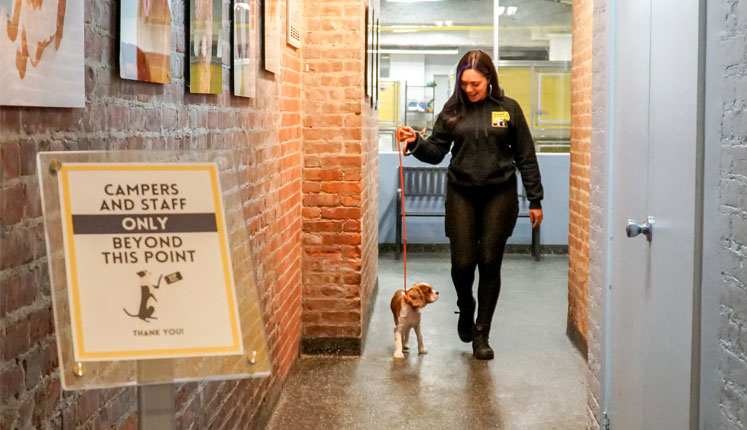 Staff walking a happy dog