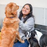Staff playing with happy dogs