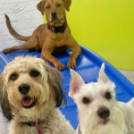 happy dogs in daycare