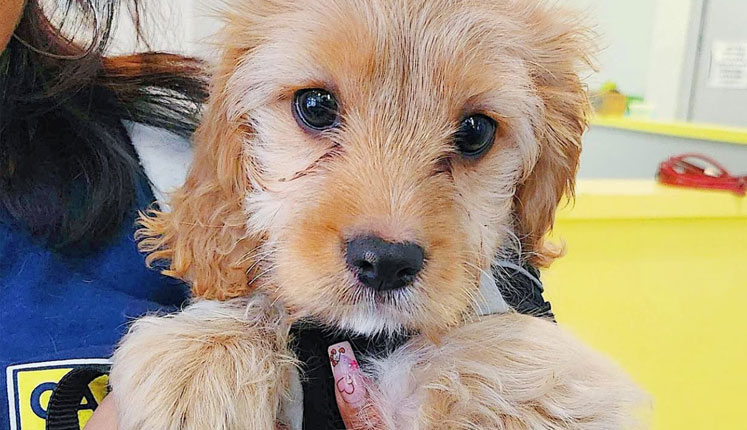 cute puppy